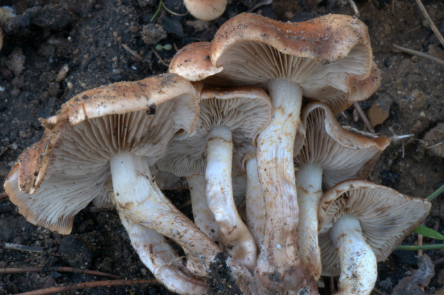 Pholiota highlandensis